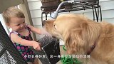 金毛带回家一只流浪猫，比对自己孩子还亲，操碎了心啊