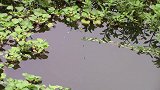 野钓：水葫芦遍布的野河，七星漂钓草洞，下竿5秒就咬钩