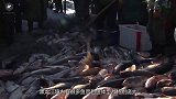 黑龙江渔夫抓到我国最大淡水鱼，有上千斤重，专家看后脸色变了