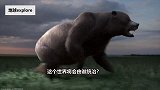 没有人类，地球将由谁统治？