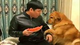 主人：我就吃一口剩下的全给你！金毛：我信了你的邪