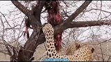 豹桂兰把猎物挂树上，气的王思掏直跳脚