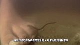 将水蛭放进56度二锅头中，场面直接失控，镜头拍下全过程