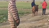 小牛被卖，转身回来给主人跪下，主人瞬间泪目，不卖了