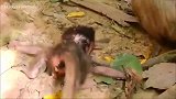 小猴子就想到妈妈怀里，生死相依
