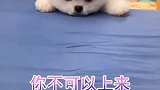 鸭力没在怕有范嚼益达