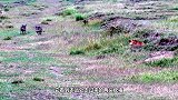 老虎蹲在草地埋伏两头野猪，下一秒千万憋住别笑，镜头拍下全过程