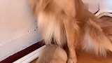 金毛和柯基太坏了，拿着纸巾拆，女主人拦都拦不住