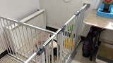 法斗孤身一狗离奇被关笼中，究竟是谁做的事情？