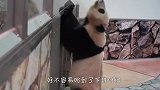 到了下班时间，结果却发现门锁了，熊猫团子差点气坏了