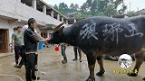 琅琊山牛王冲凉水又准备战斗了，牛主好好伺候