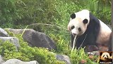 熊猫桃浜悠然自得坐在石头上吃播，乖巧模样萌得不像话