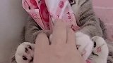 猫：证明一下我就是招财猫。