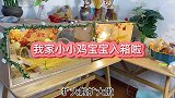 我家小鸡宝宝也入箱啦