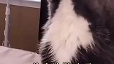 我不过就是唱了首歌而已，这猫的胆子太小了