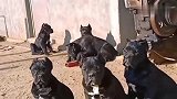 獒犬中的军师，狼犬中的将军，意大利名卫卡斯罗犬！