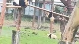 熊猫失手险滑落，把旁边熊猫急坏了