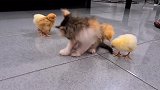 小猫咪和小鸡仔都好可爱呀