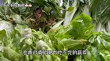 雪碧倒进萝卜里瞬间变美食，酸甜脆爽，开胃解腻，做法特简单