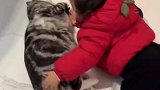 家里的猫被小孩玩的生无可恋