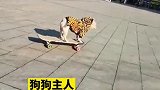 因狗狗太懒，主人把它训练成滑板高手