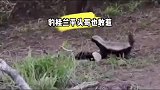 平头哥也敢惹？豹桂兰你飘了