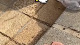 罐头伺候上，流浪猫也要过节！感谢好心的火腿肠阿姨～