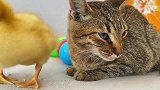 猫咪：铲屎的你喂我吃鸭饲料，我是一只猫咪呀，我不要脸吗
