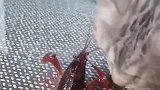 猫：你反抗也没用，这龙虾我今天吃定了！