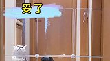 面包：该配合你震惊的我从没有缺席。