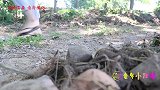 爬蚱皮风波3：甜甜不见大妮和来福想独自回家，她能安全到家吗