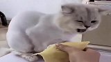 橘猫：原来铲屎的是吃这个长大的，太恶心了