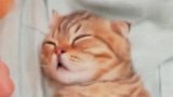一只说睡就睡的狸花小奶猫，都要被铲屎官玩坏了