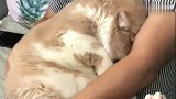 橘猫：他们都说我胖，我觉得我一点也不胖，铲屎官你快安慰安慰我