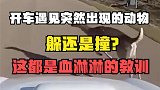 开车时遇见动物该怎么办？躲避还是撞击？这都是血淋淋的教训
