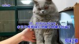 主人给长毛小胖猫撸毛，众猫纷纷争宠，胖公猫嫉妒的眼神逗笑大家