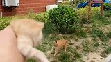 橘猫出去浪不想回家，拿出孩子，还不是百米冲刺回来