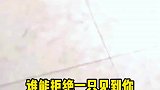 谁能拒绝一只见到你就满脸欢喜的小狗呢