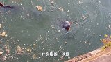 广东一池塘发现大量“怪鱼”，你看看你敢吃吗？