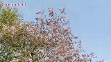 八公山乡土：四月泡桐花，满树淡紫色