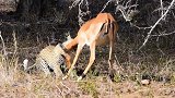花豹捕捉羚羊，这招够狠，羚羊毫无反抗机会!