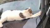 喵星人在车上睡觉的搞笑操作，这胆子有点大啊！