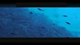 旅游-埃及好游景点-红海观珊瑚.海鱼