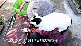 没人陪猫咪玩耍