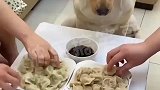 这狗真讲究，吃饺子必须得蘸醋