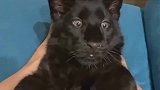 老婆带来的宠物猫，一个月长成了这样，越来越觉得不对劲！