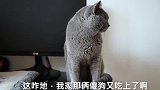 今天立春，铲屎官跟狗狗们一起吃春饼