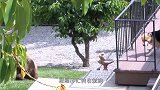 两头棕熊潜入院子，却被狗狗追得翻墙逃生，镜头记录搞笑过程