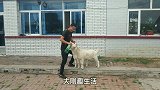 小山羊二宝拉肚子好了，拉了一天弄得脏兮兮的，大刚给它洗干净