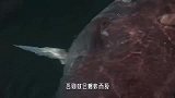 深海鱼，只要被钓上来就得立刻放气，否则就会爆炸，这是为什么？